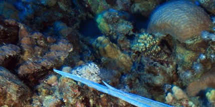 shutterstock_182153525